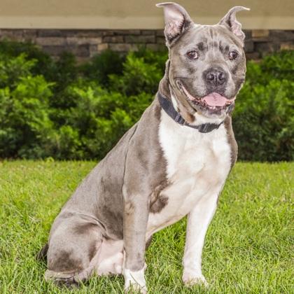 Kermit, Adoptable, Adult Male American Bulldog & Mixed Breed.
