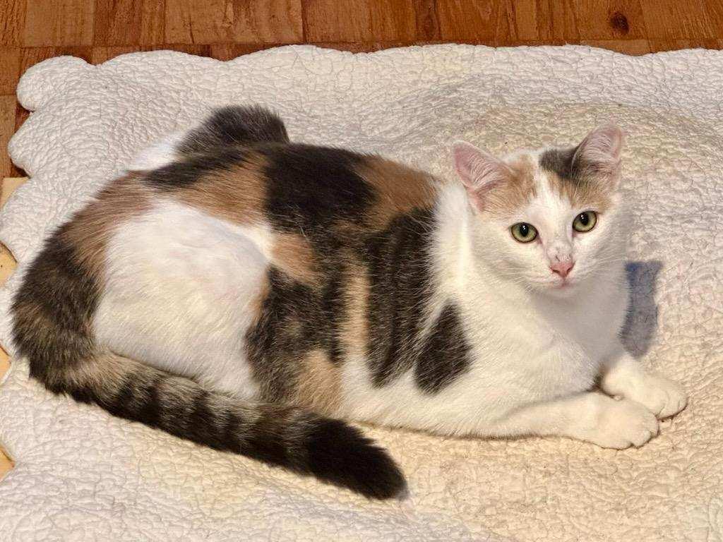 Parker and Pearl, a Adoptable Domestic Short Hair in Portland, OR image 2/4