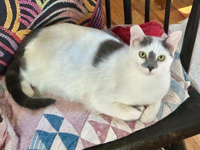 Parker and Pearl, a Adoptable Domestic Short Hair in Portland, OR image 4/4