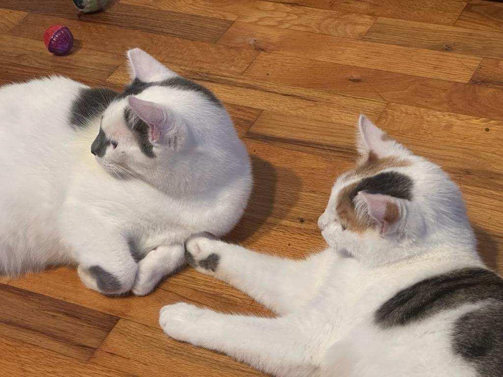 Parker and Pearl, a Adoptable Domestic Short Hair in Portland, OR image 1/4