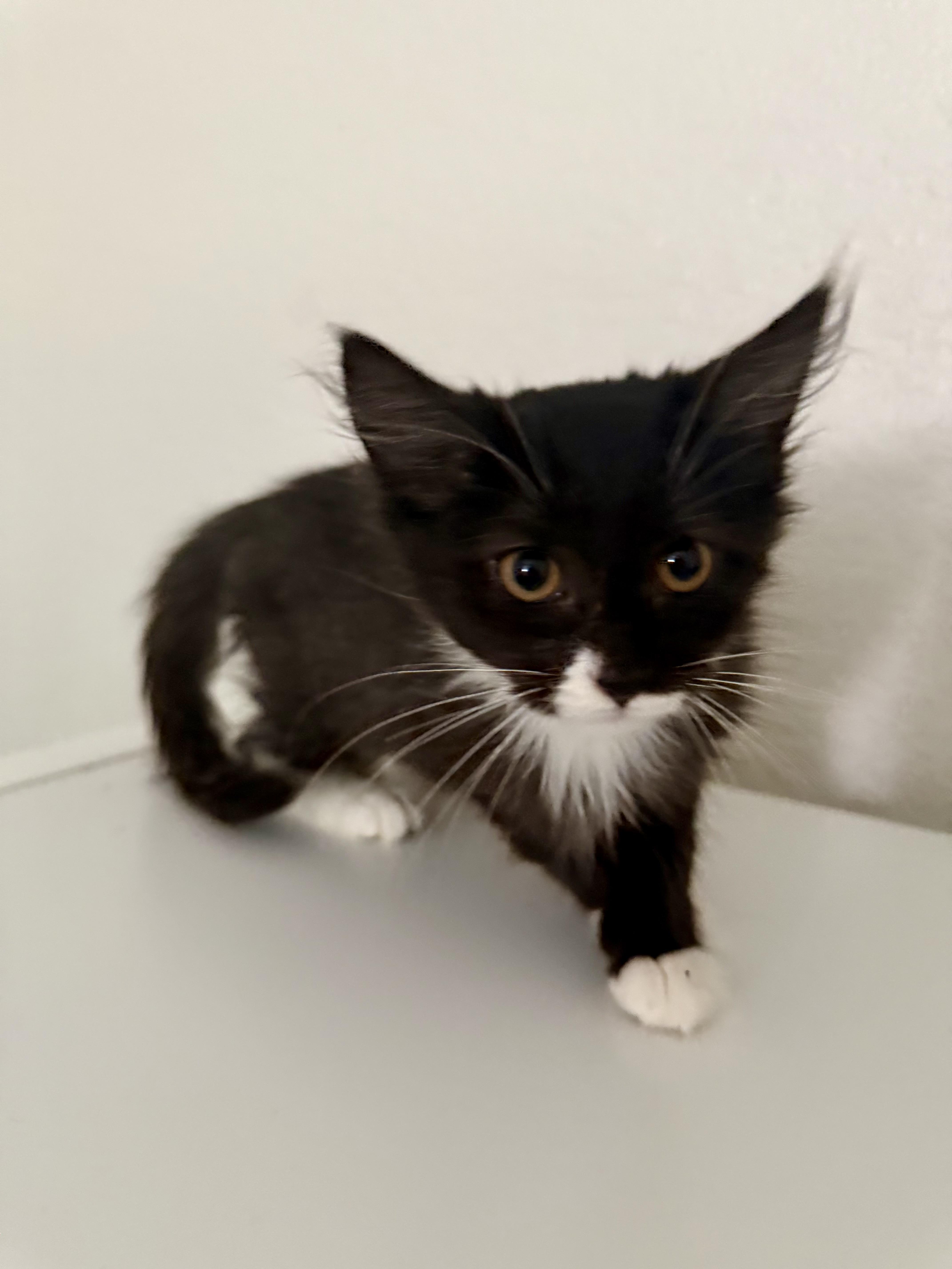 Smore, Adoptable, Kitten Female Domestic Long Hair.