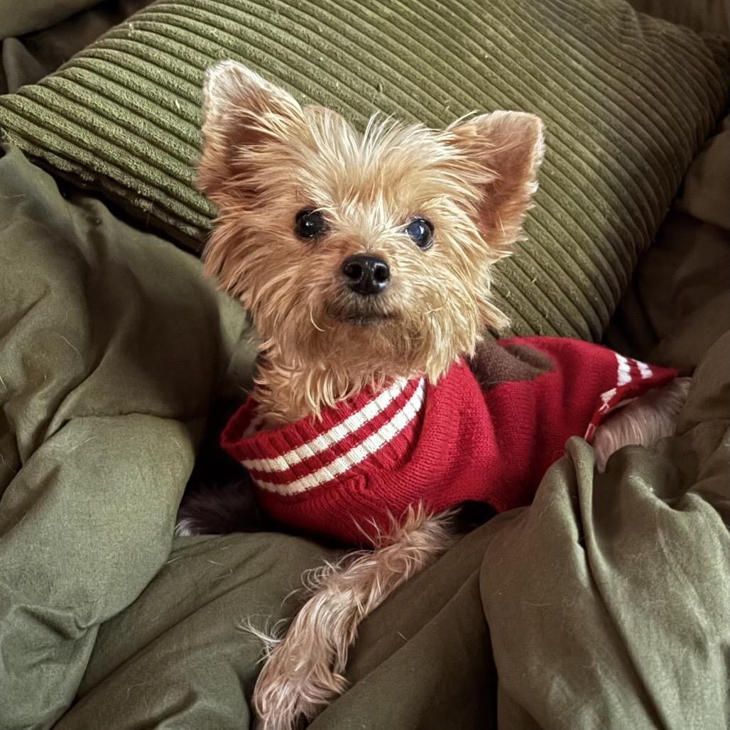 Cocoa, Adoptable, Senior Male Yorkshire Terrier.