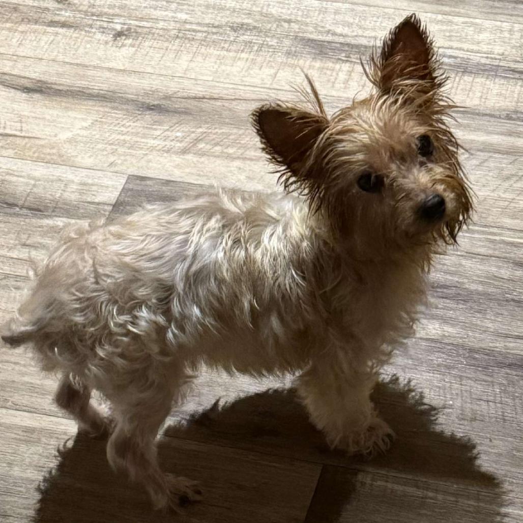 Cocoa, a Adoptable Yorkshire Terrier in Aberdeen, NC image 2/6