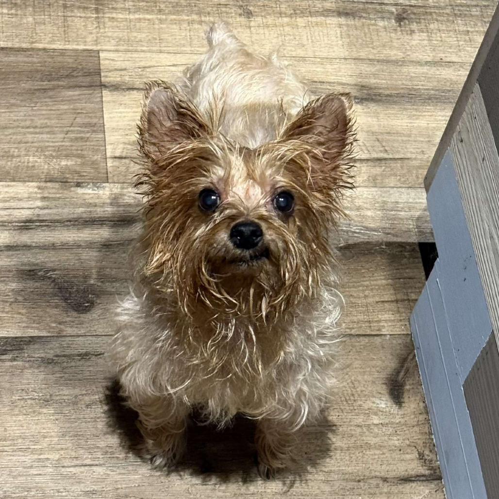Cocoa, a Adoptable Yorkshire Terrier in Aberdeen, NC image 3/6