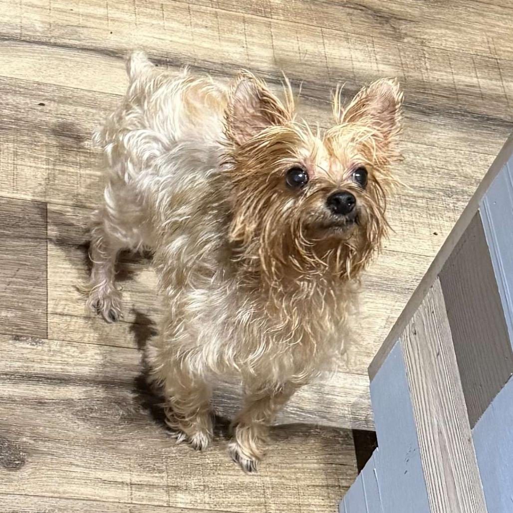 Cocoa, a Adoptable Yorkshire Terrier in Aberdeen, NC image 5/6