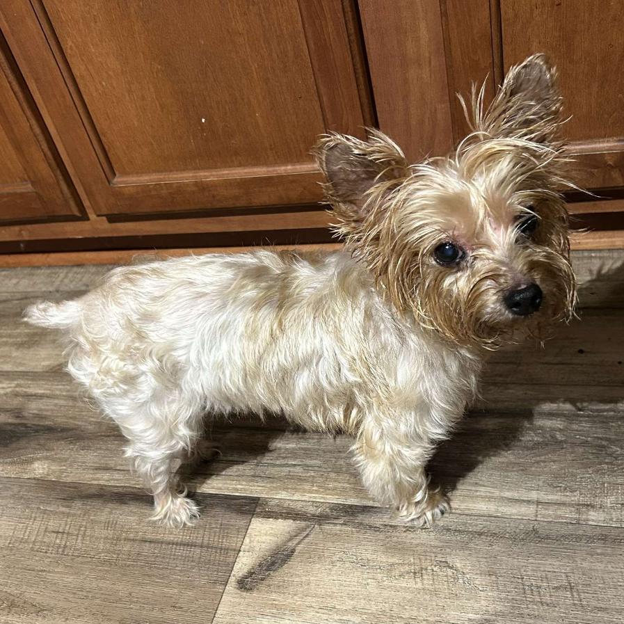 Cocoa, a Adoptable Yorkshire Terrier in Aberdeen, NC image 6/6