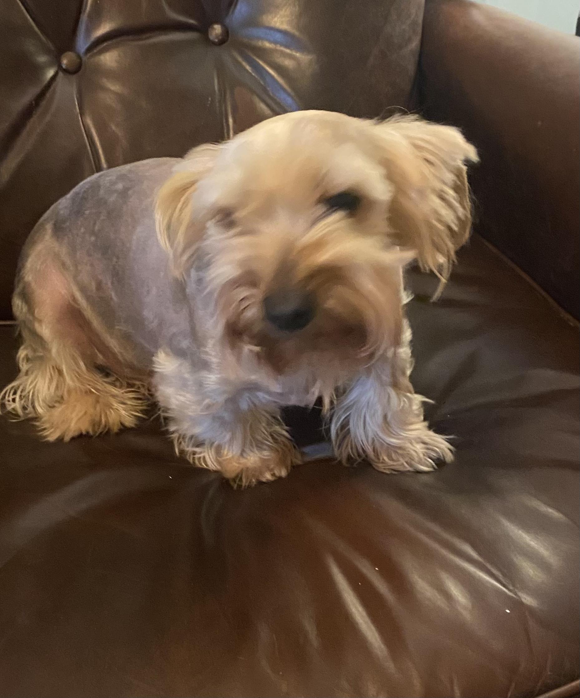 Enlarge Frodo, a ADOPTABLE Yorkshire Terrier in Marietta, GA image 1/2