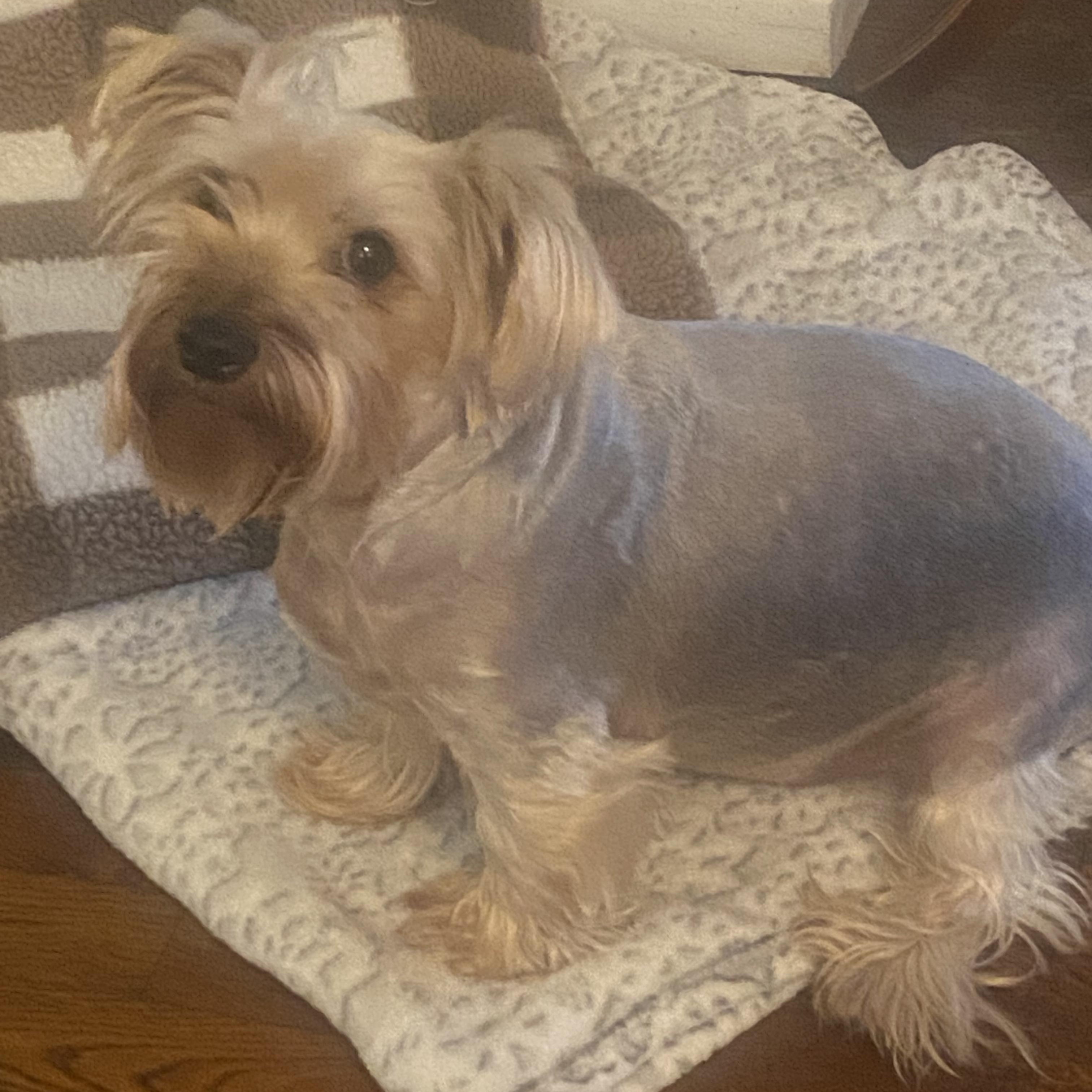 Enlarge Frodo, a ADOPTABLE Yorkshire Terrier in Marietta, GA image 2/2