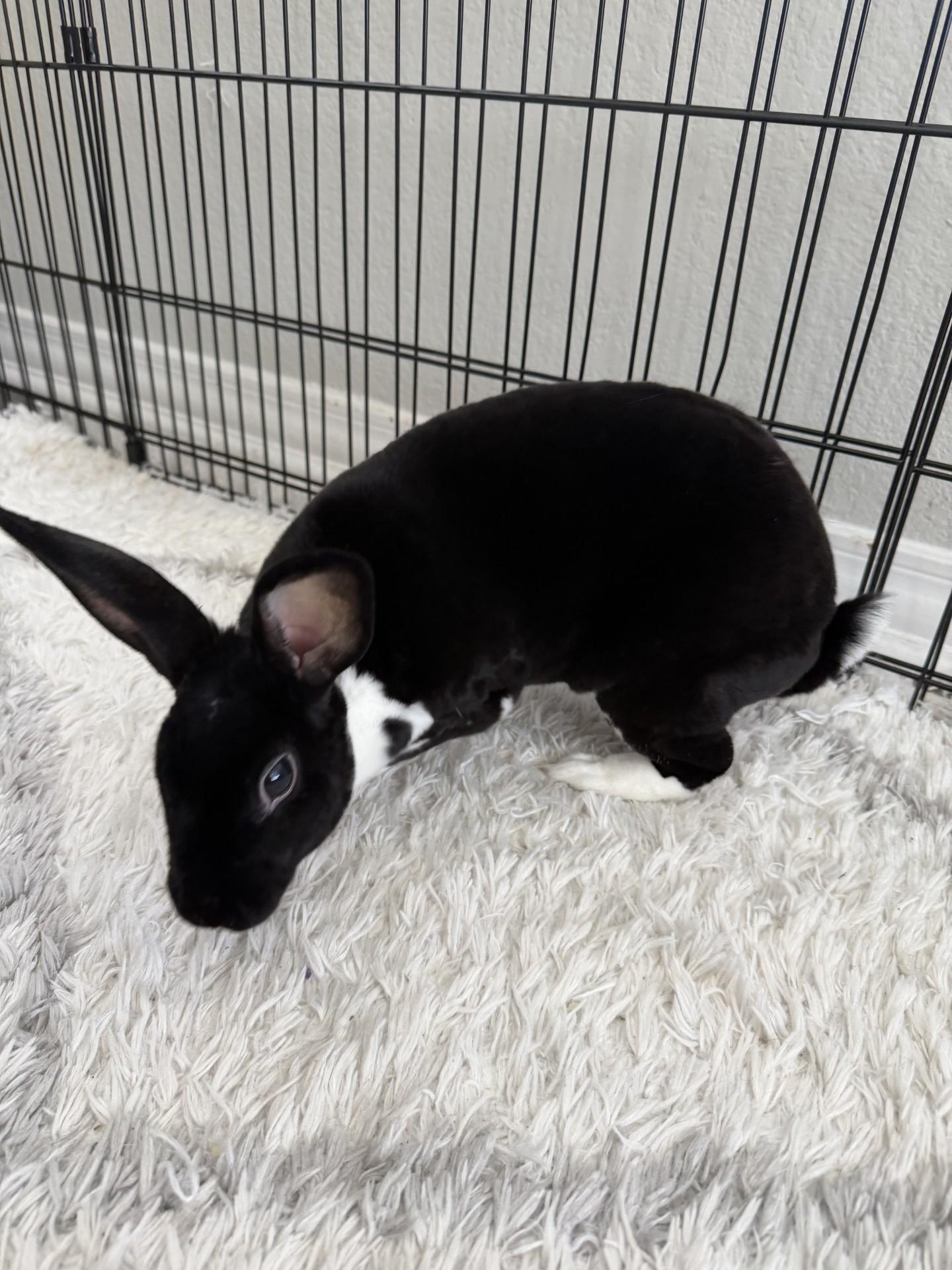 Enlarge Charlotte, an adopted Holland Lop in Allen, TX image 3/4
