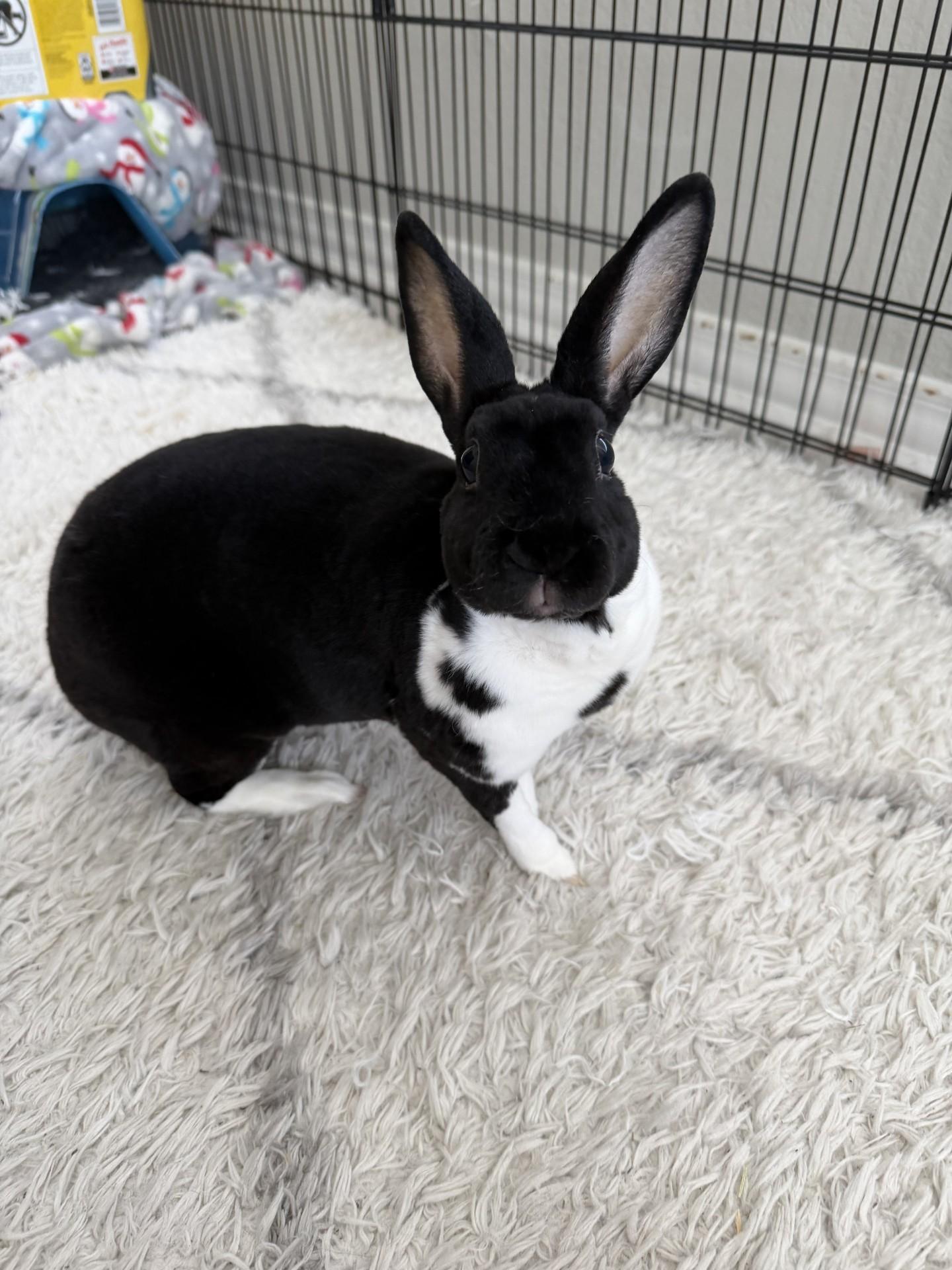 Charlotte, adopted, Adult Female Holland Lop.