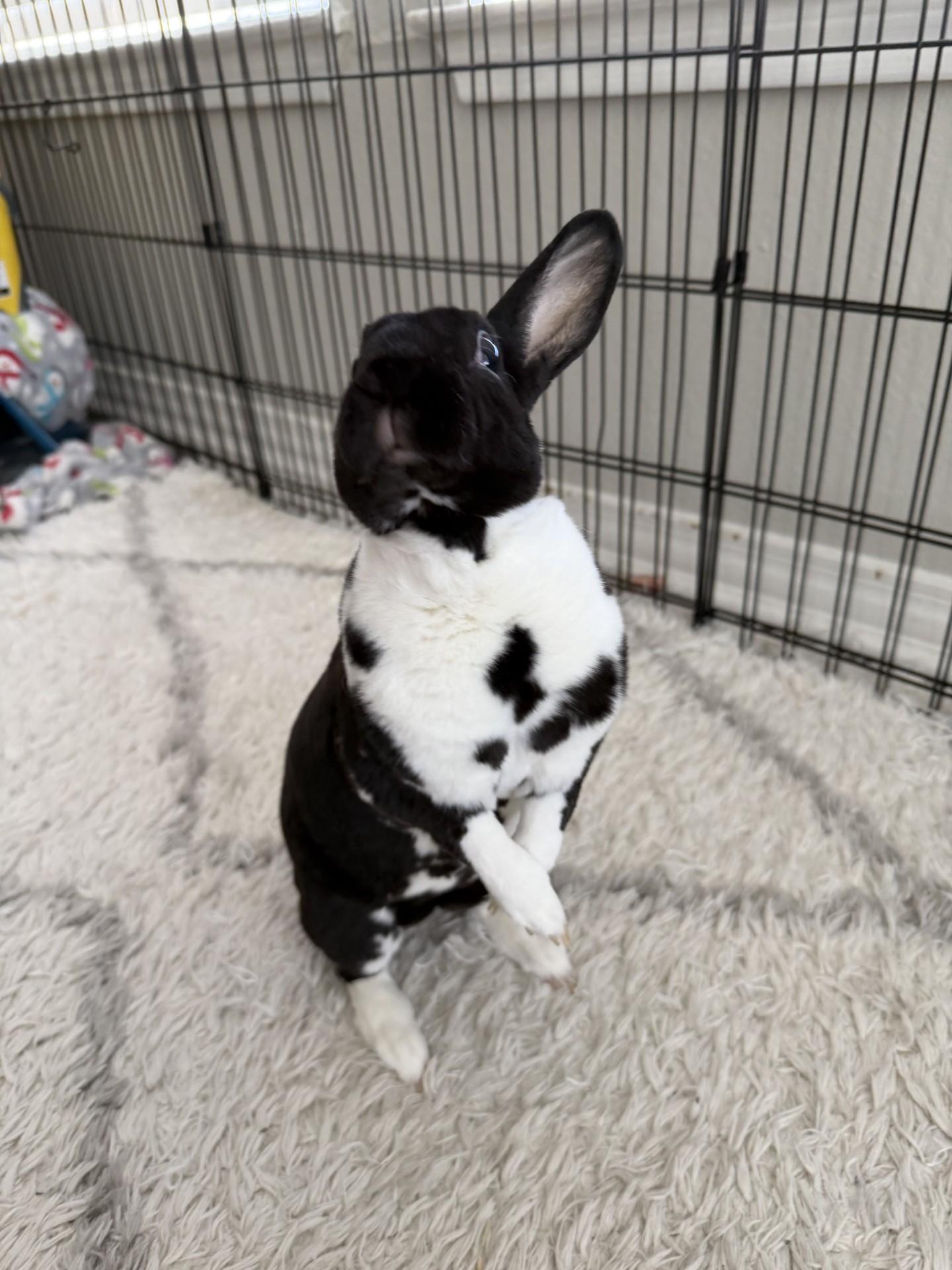 Enlarge Charlotte, an adopted Holland Lop in Allen, TX image 4/4