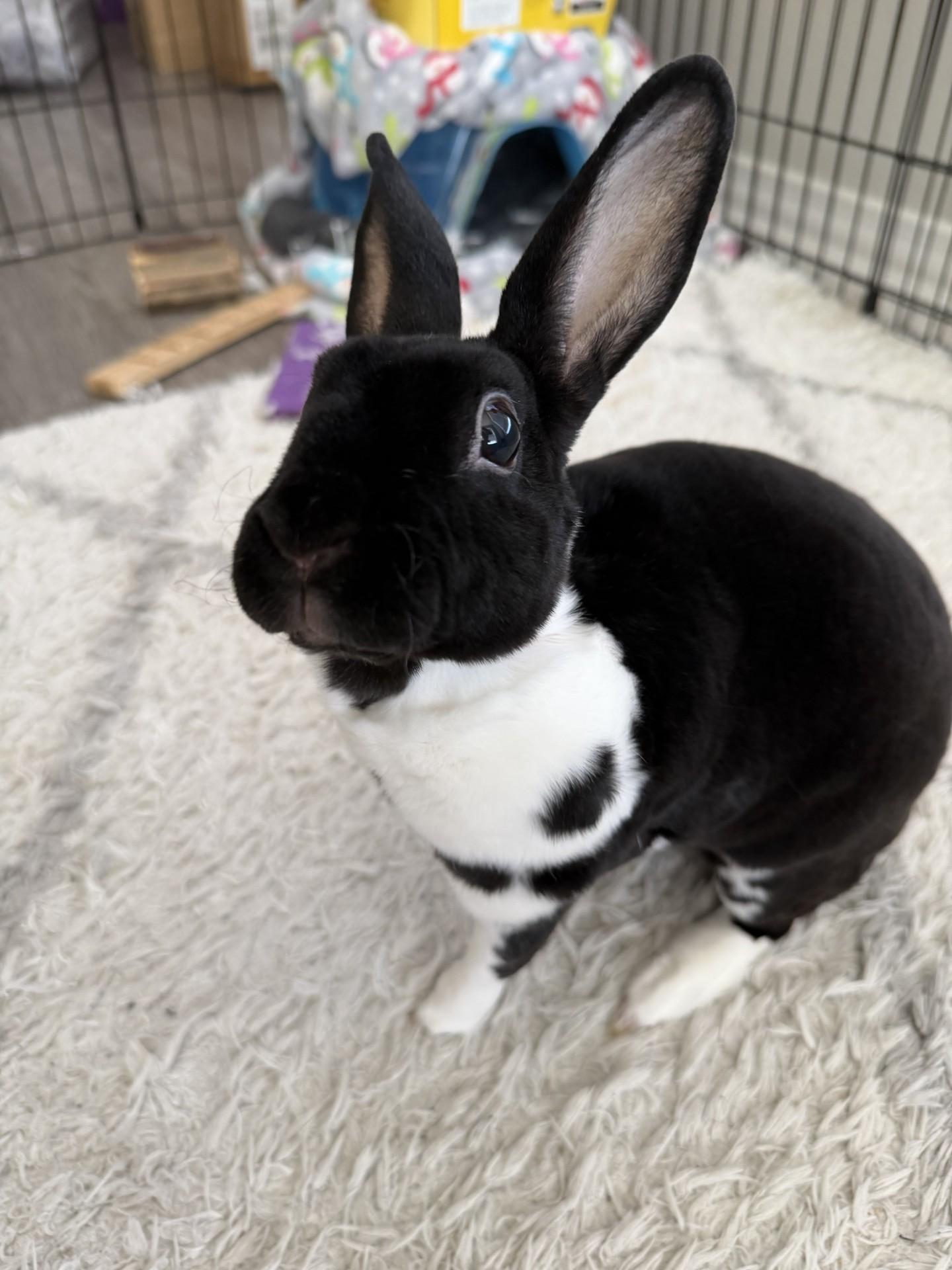 Enlarge Charlotte, an adopted Holland Lop in Allen, TX image 2/4