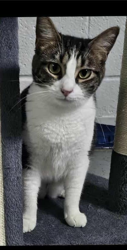 Tiffany Valentine, Adoptable, Adult Female Domestic Medium Hair.