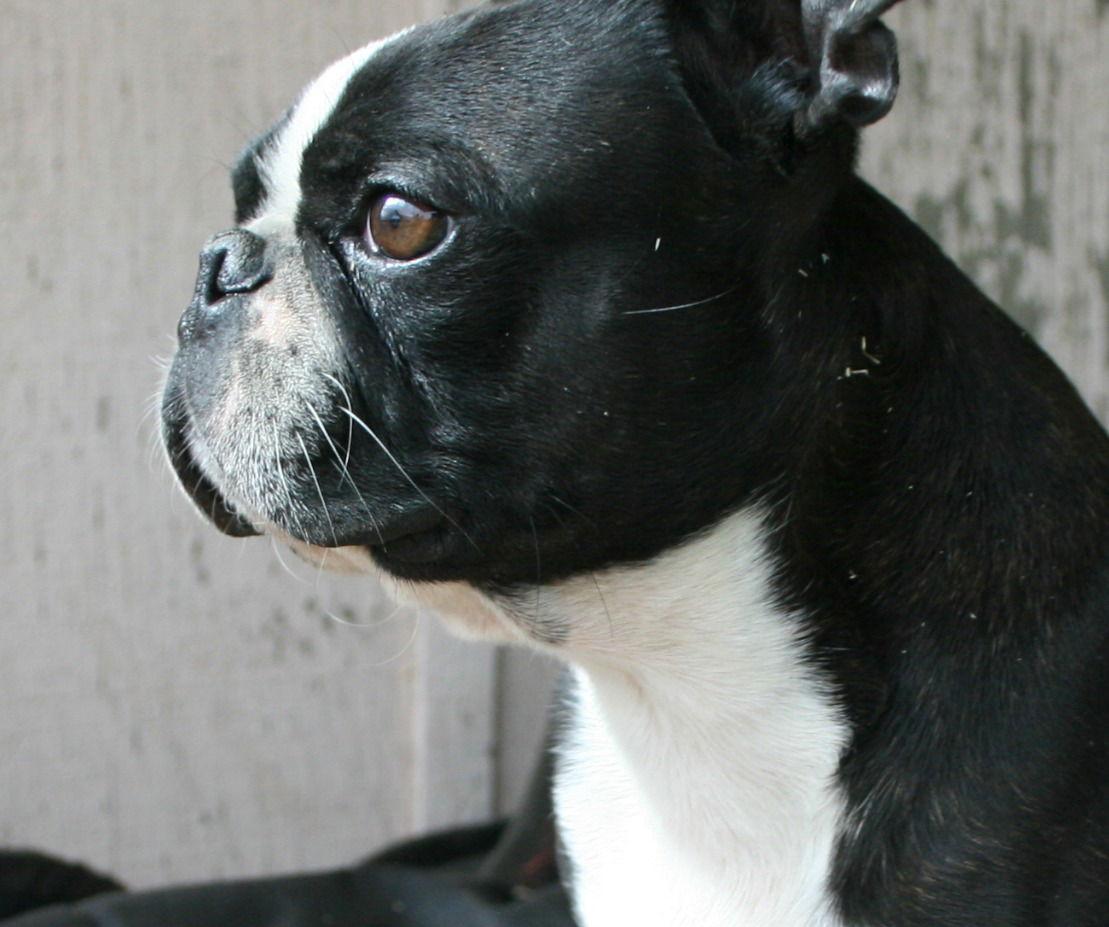 Stewie, Adopted, Adult Male Boston Terrier.