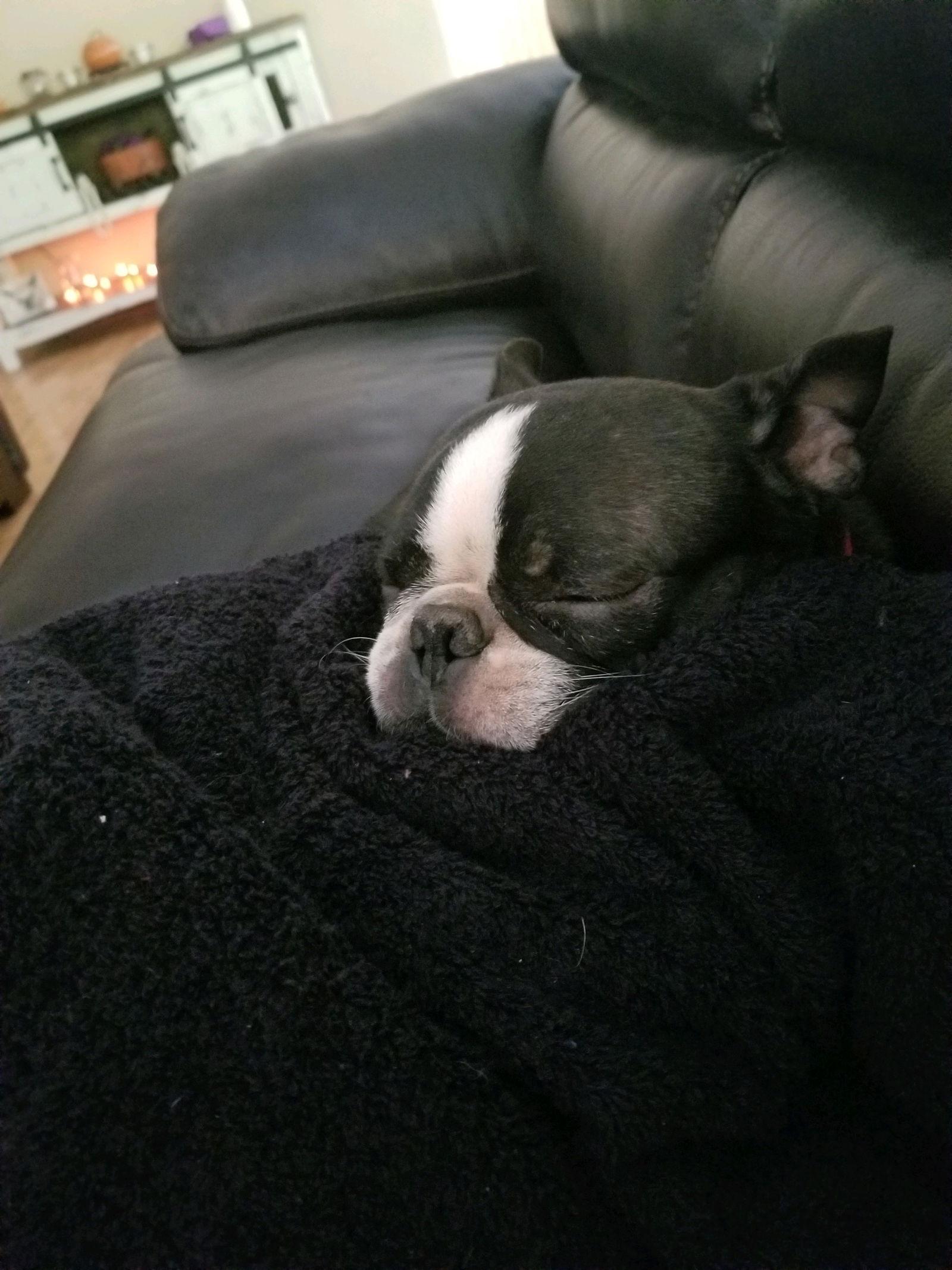 Enlarge Stewie, a Adopted Boston Terrier in Scottsdale, AZ image 1/2