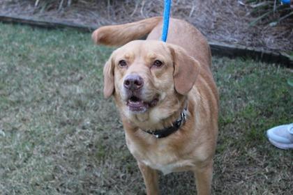Ginger, Adoptable, Adult Female Labrador Retriever & Mixed Breed.