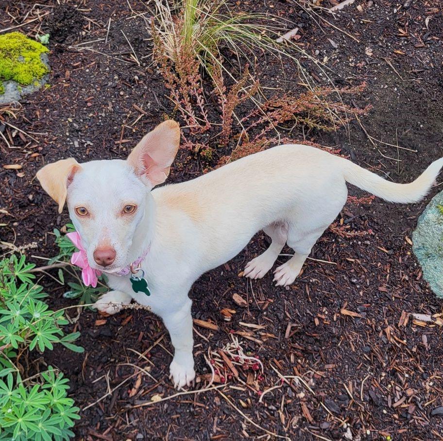 Posey, adopted, Young Female Chihuahua.