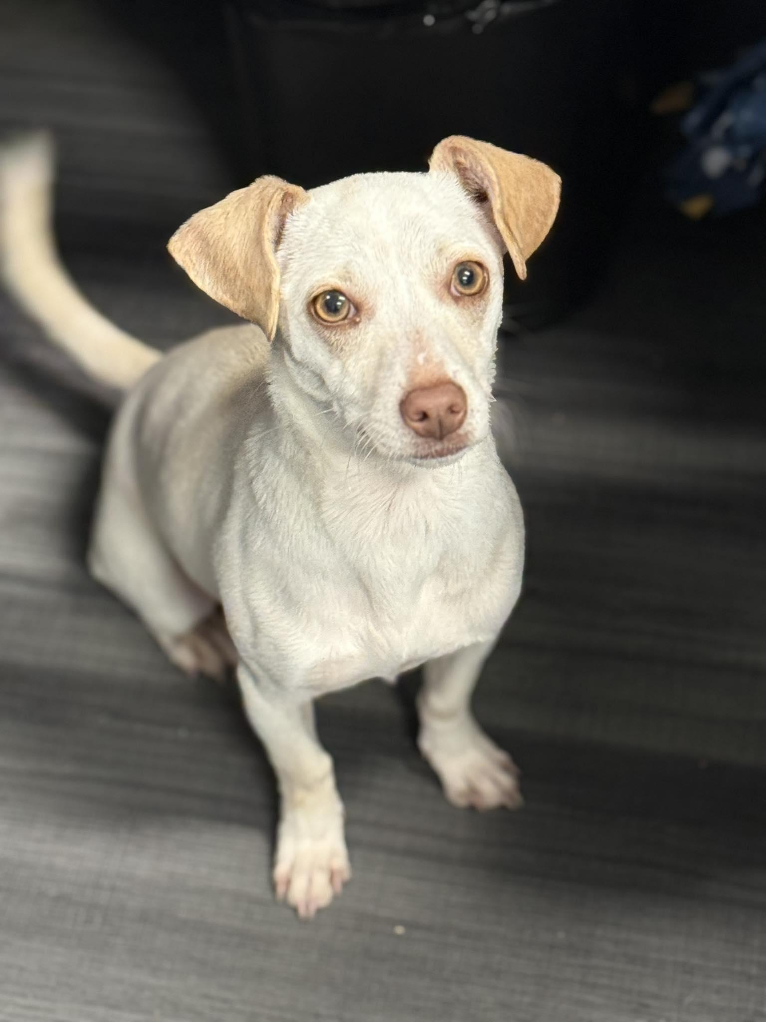 Enlarge Posey, an adopted mixed breed in Eugene, OR image 2/3