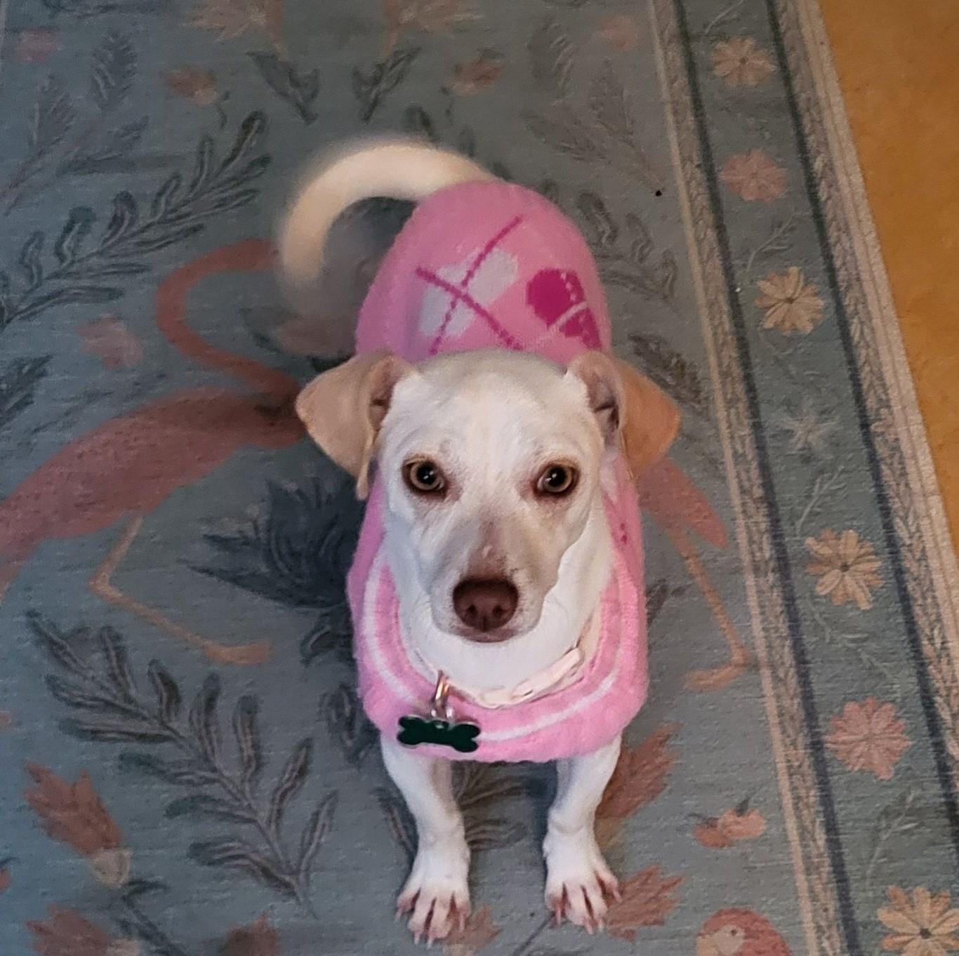 Enlarge Posey, an adopted mixed breed in Eugene, OR image 3/3