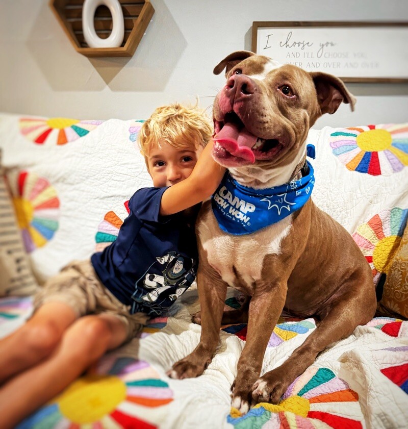 Dog for adoption Canyon Lakes The Happy Boy, a Pit Bull Terrier Mix