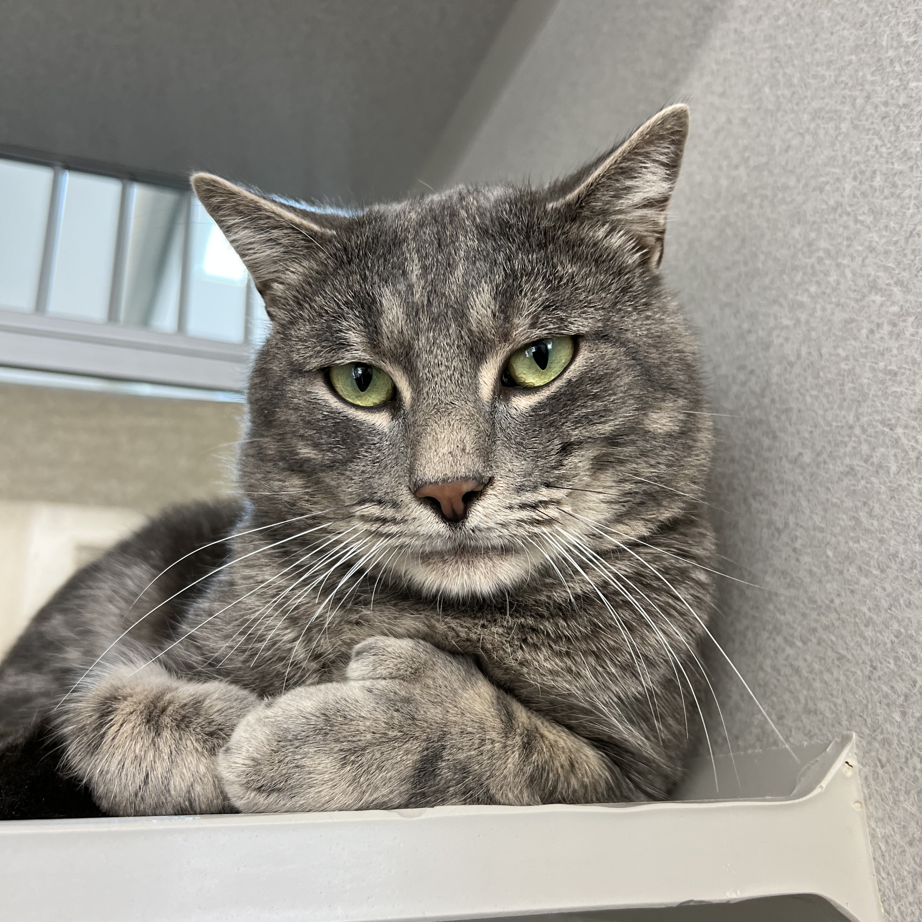 Cat for adoption Fonzie, a Domestic Short Hair Mix in West Milford