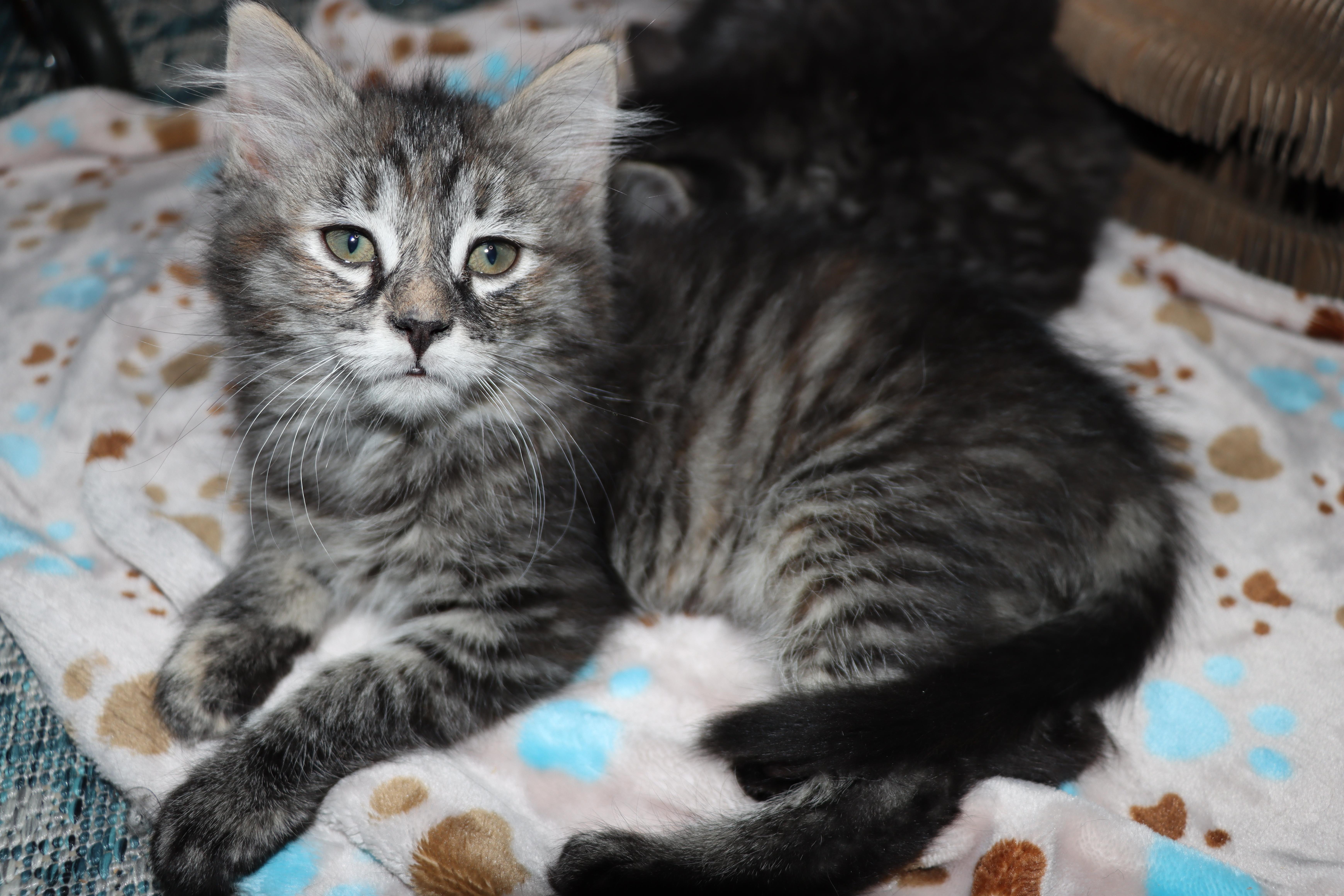 Marnie - Pending Adoption, an adoptable Domestic Long Hair in Rochester, NY image 3/6