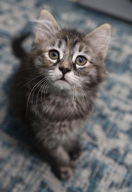 Marnie - Pending Adoption, an adoptable Domestic Long Hair in Rochester, NY image 4/6