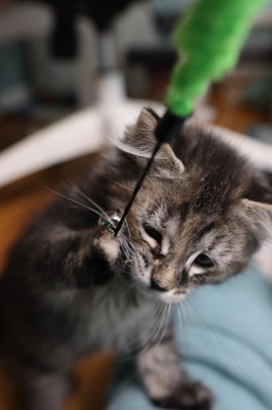 Marnie - Pending Adoption, an adoptable Domestic Long Hair in Rochester, NY image 6/6