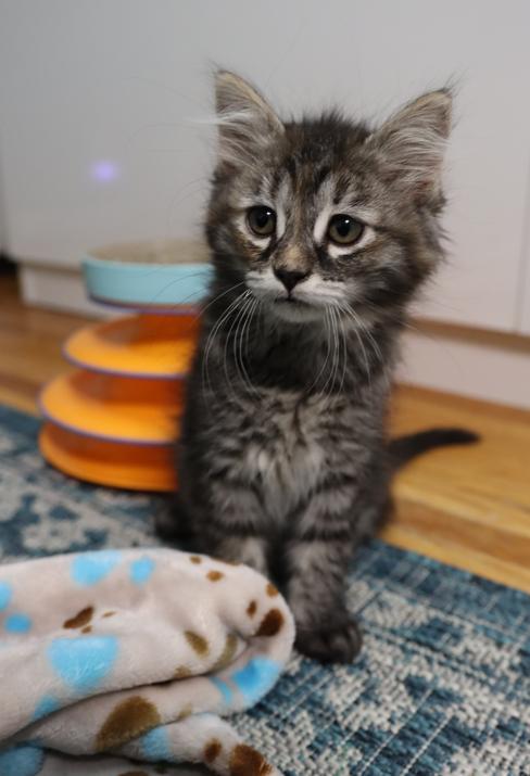 Marnie - Pending Adoption, an adoptable Domestic Long Hair in Rochester, NY image 2/6