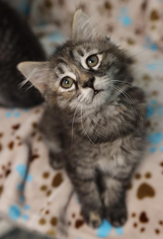 Marnie - Pending Adoption, an adoptable Domestic Long Hair in Rochester, NY image 1/6