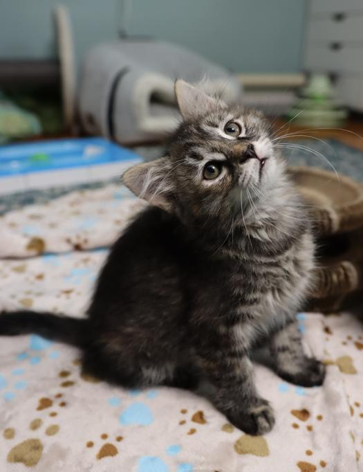 Marnie - Pending Adoption, an adoptable Domestic Long Hair in Rochester, NY image 5/6