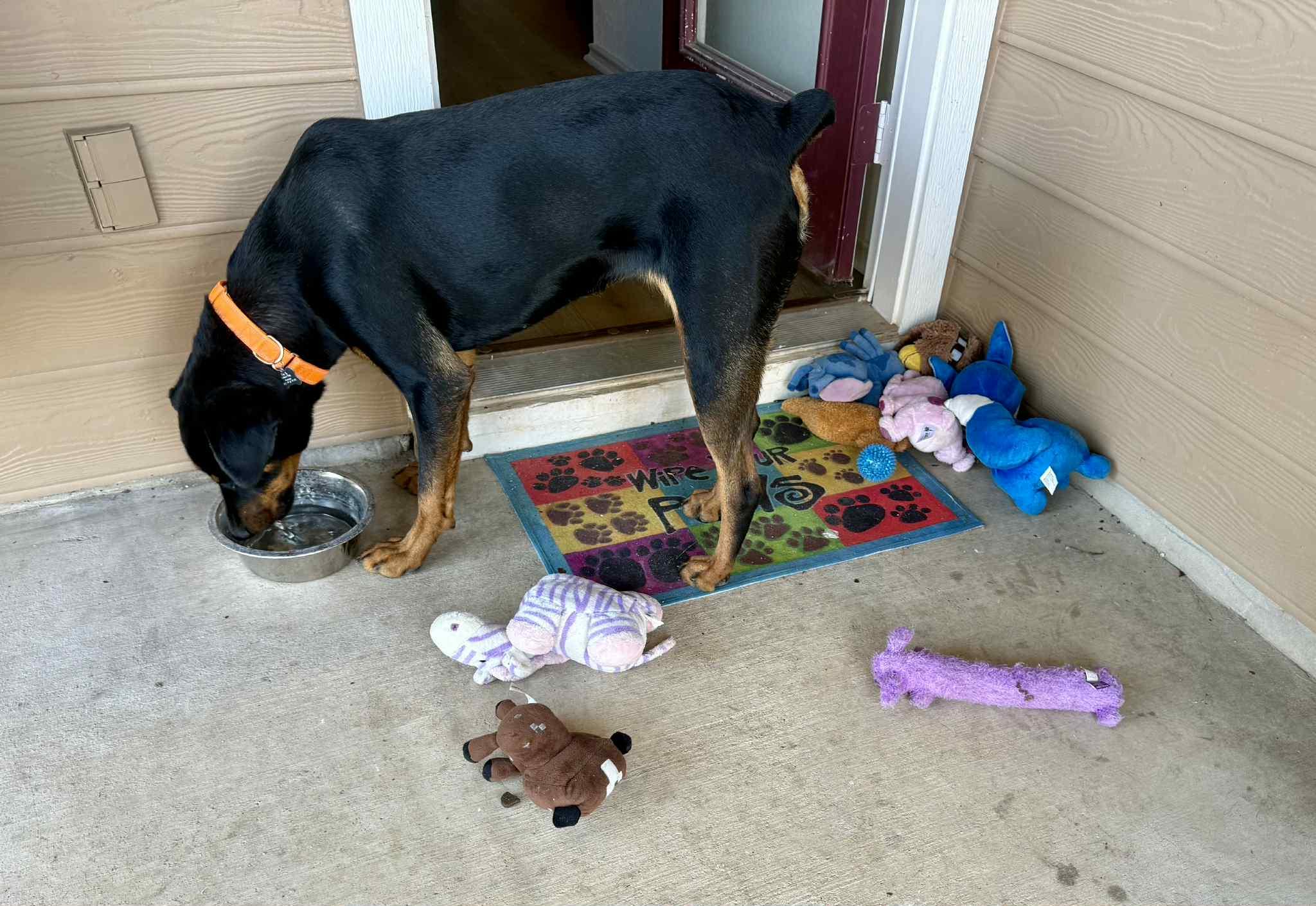 Enlarge Esmeralda, an adopted mixed breed in Pearland, TX image 6/6