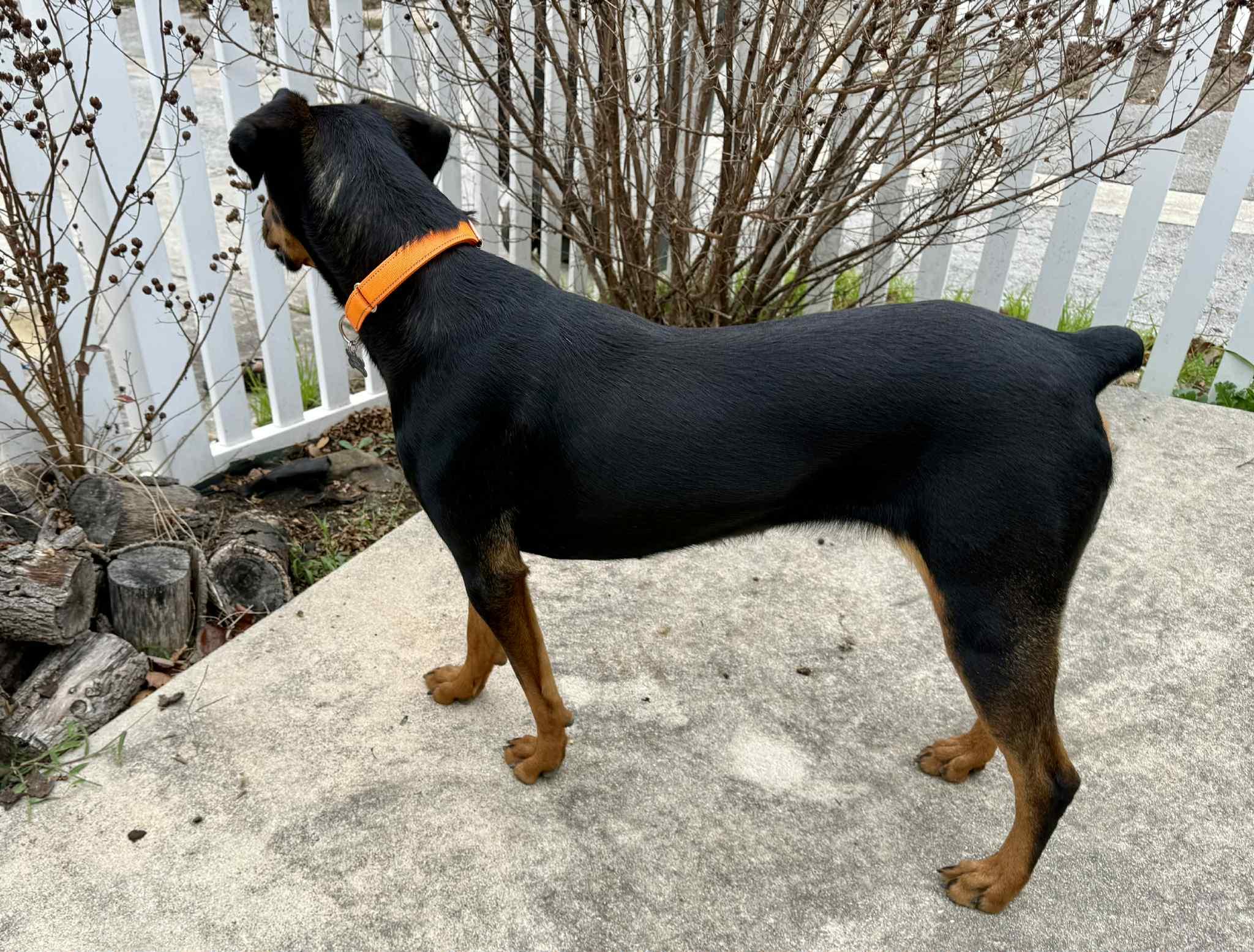 Enlarge Esmeralda, an adopted mixed breed in Pearland, TX image 5/6