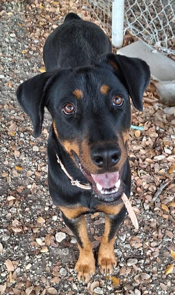 Enlarge Esmeralda, an adopted mixed breed in Pearland, TX image 4/6