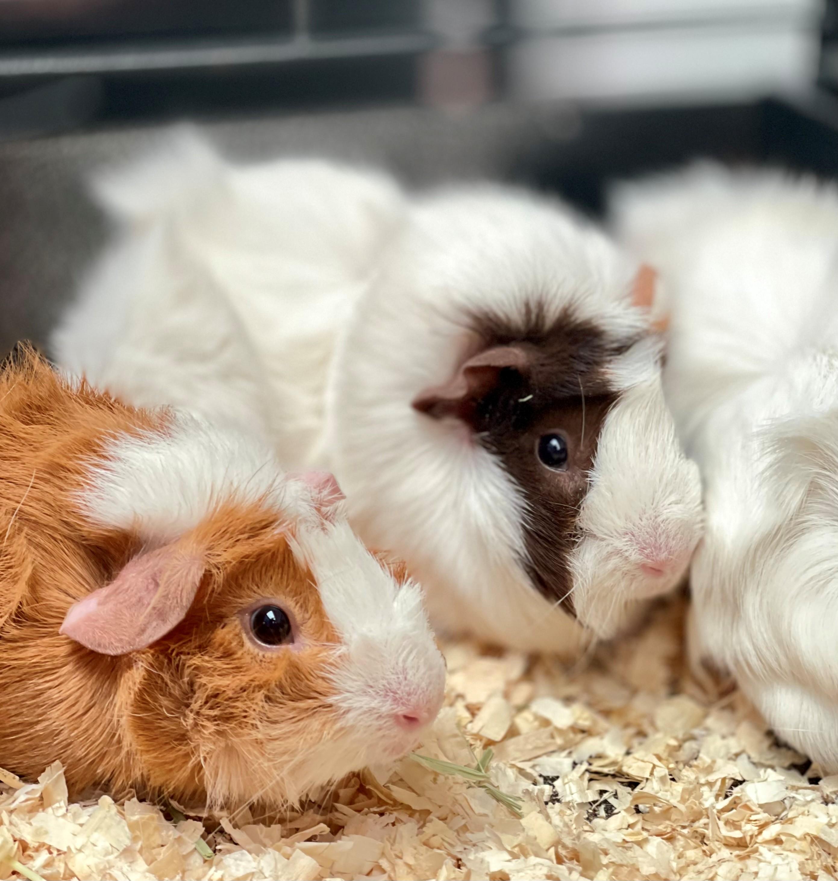 Lucy, an adopted Guinea Pig in Hamilton, ON image 4/6