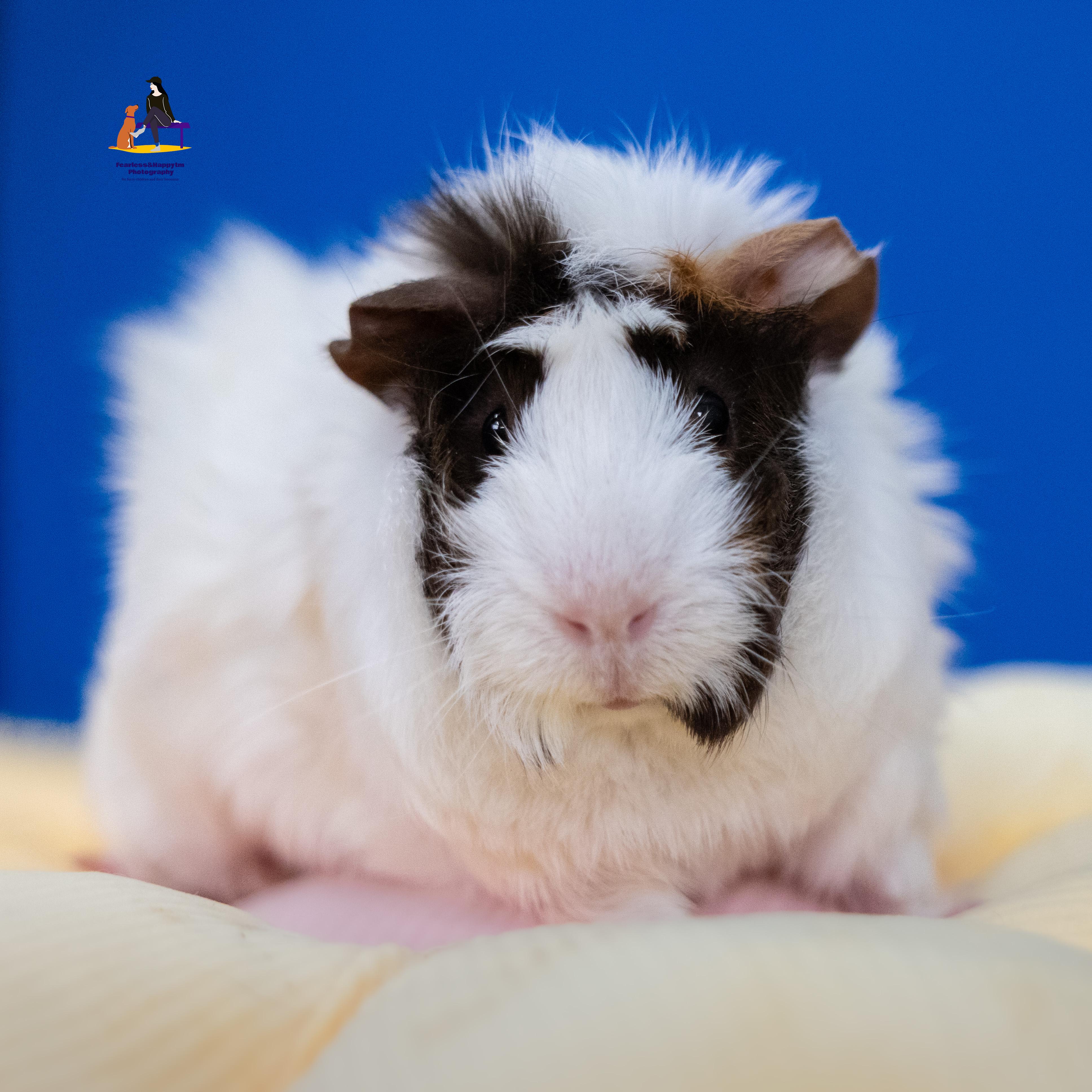 Lucy, an adopted Guinea Pig in Hamilton, ON image 6/6