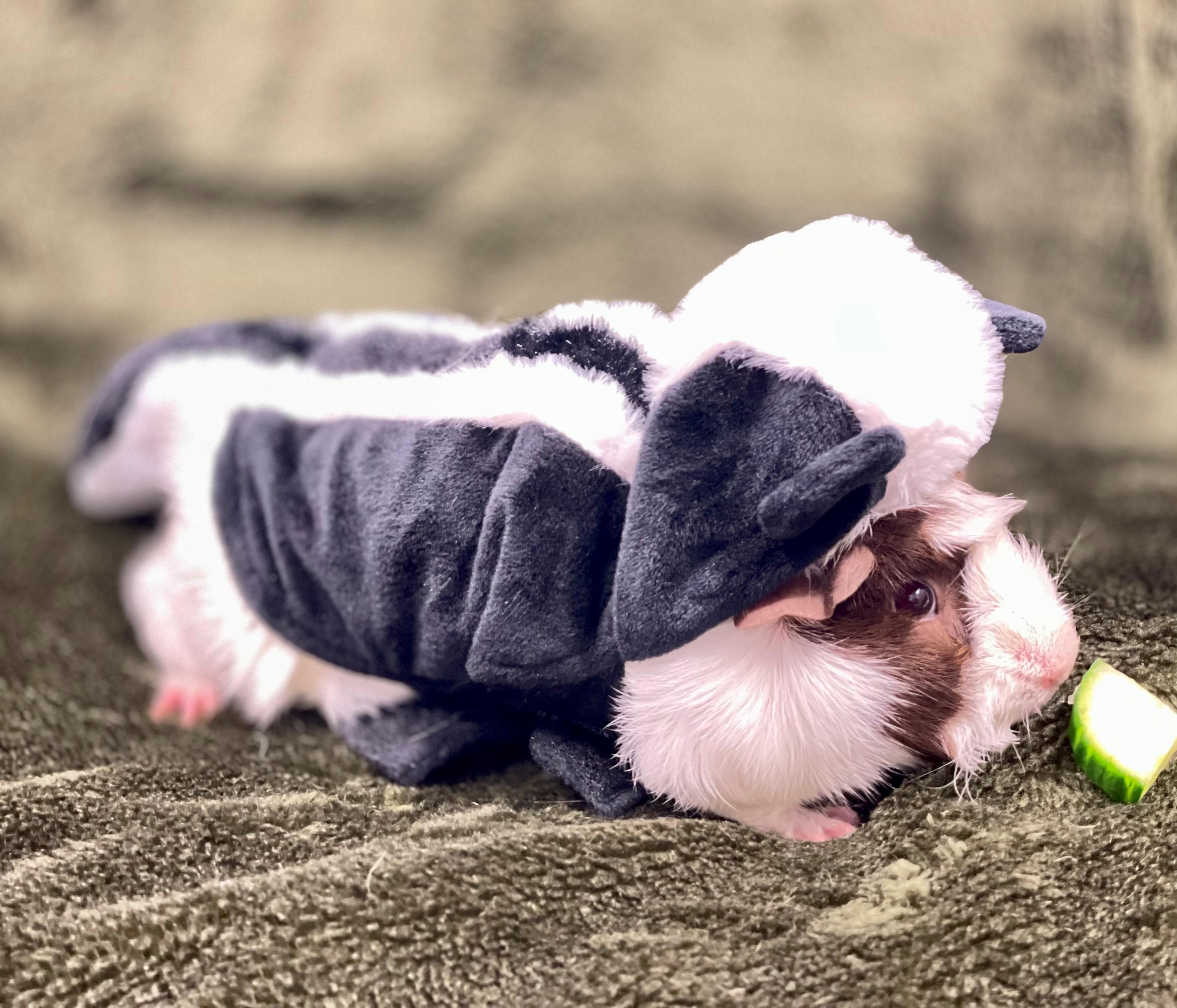 Lucy, an adopted Guinea Pig in Hamilton, ON image 5/6