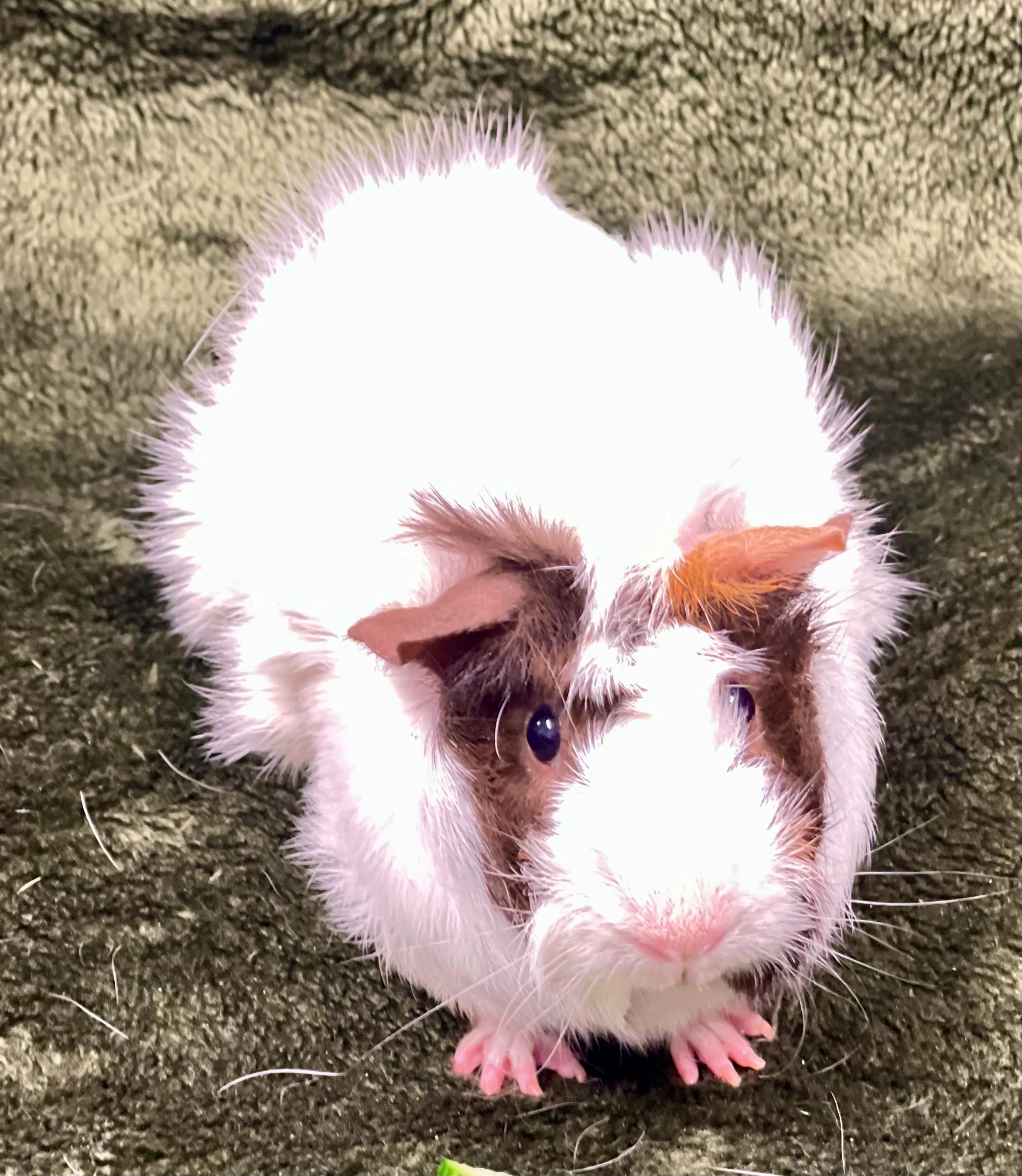 Lucy, an adopted Guinea Pig in Hamilton, ON image 2/6