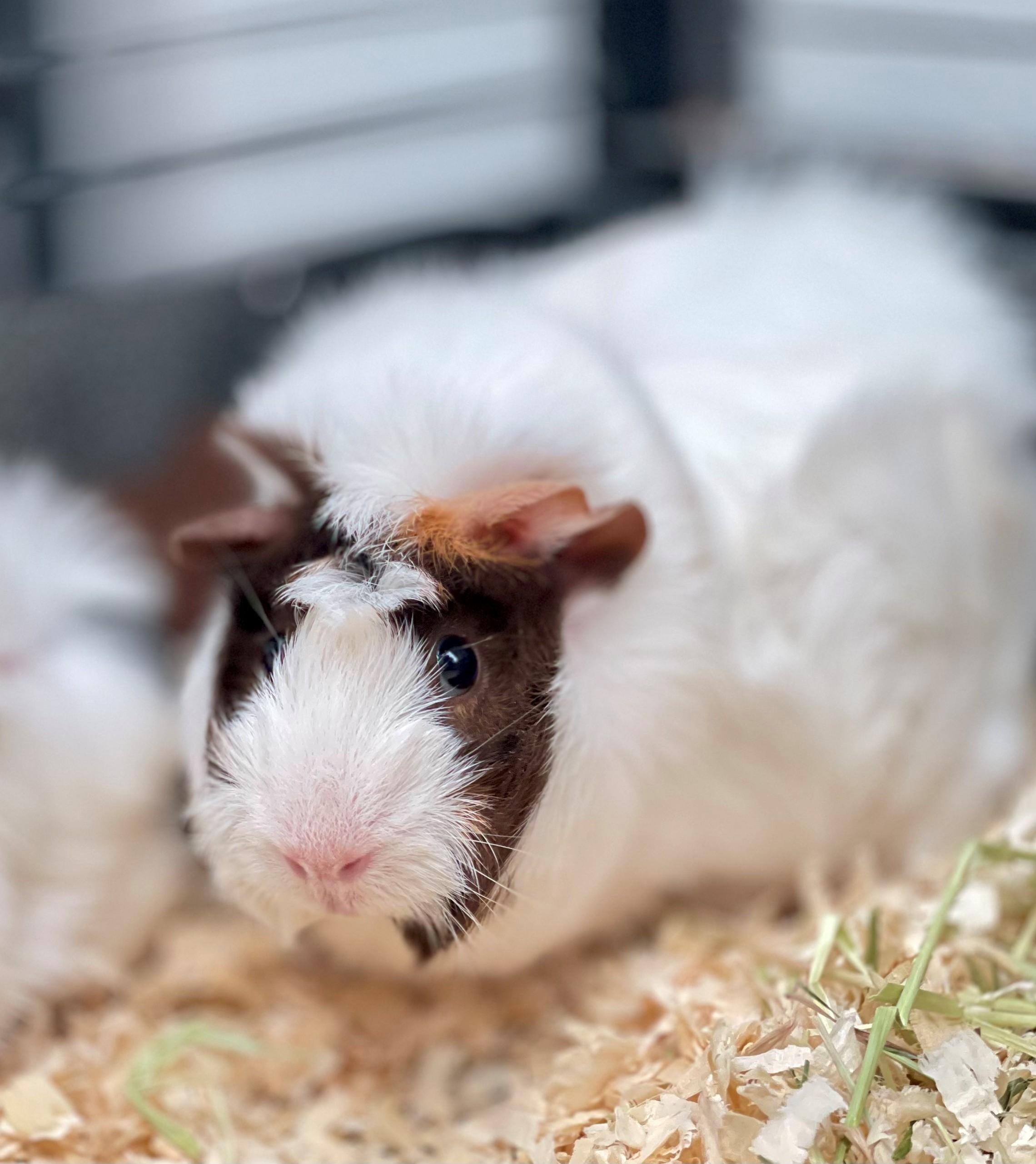 Lucy, an adopted Guinea Pig in Hamilton, ON image 3/6