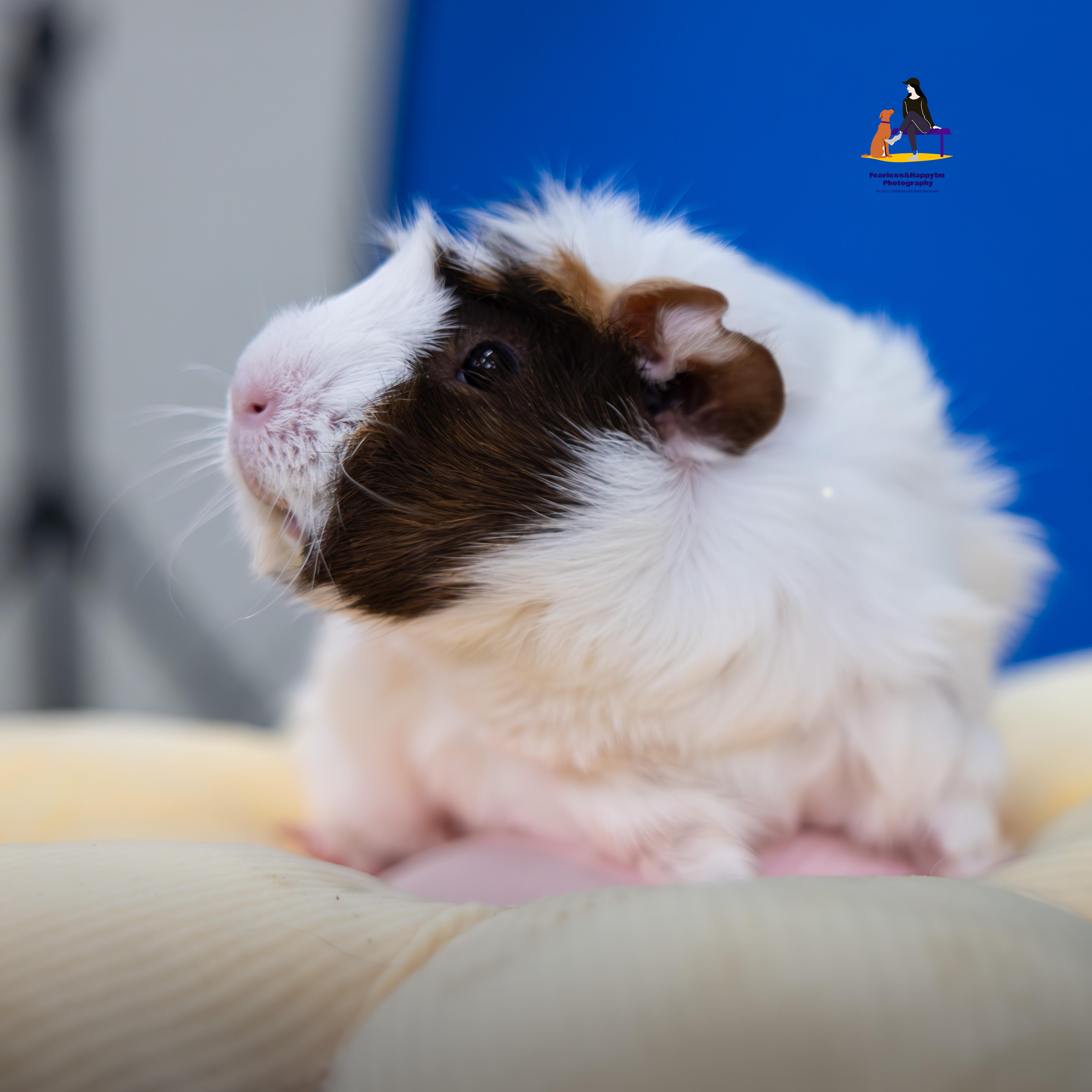 Lucy, adopted, Young Female Guinea Pig.