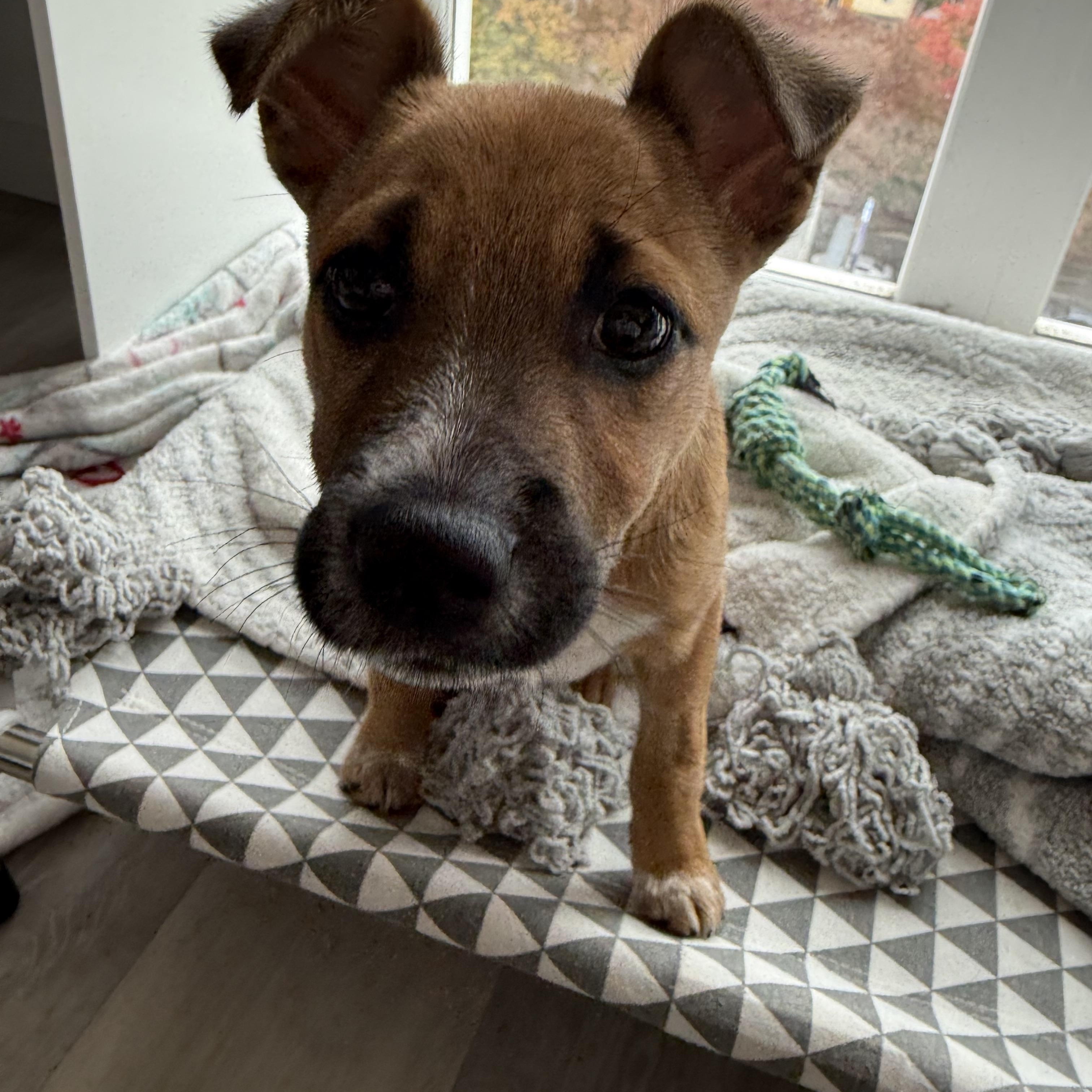 Tiberon, Adoptable, Young Female Terrier.