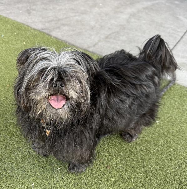 *Muffin*, Adoptable, Senior Female Shih Tzu.