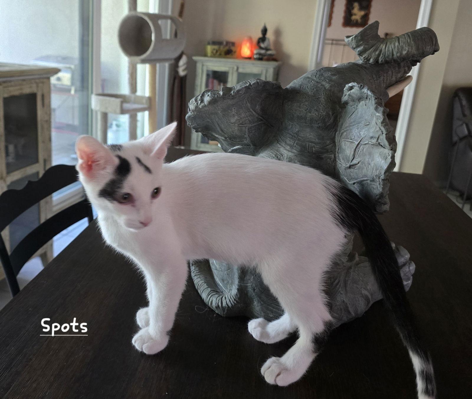 Enlarge Spots, a Adoptable Domestic Short Hair in Boynton Beach, FL image 1/3