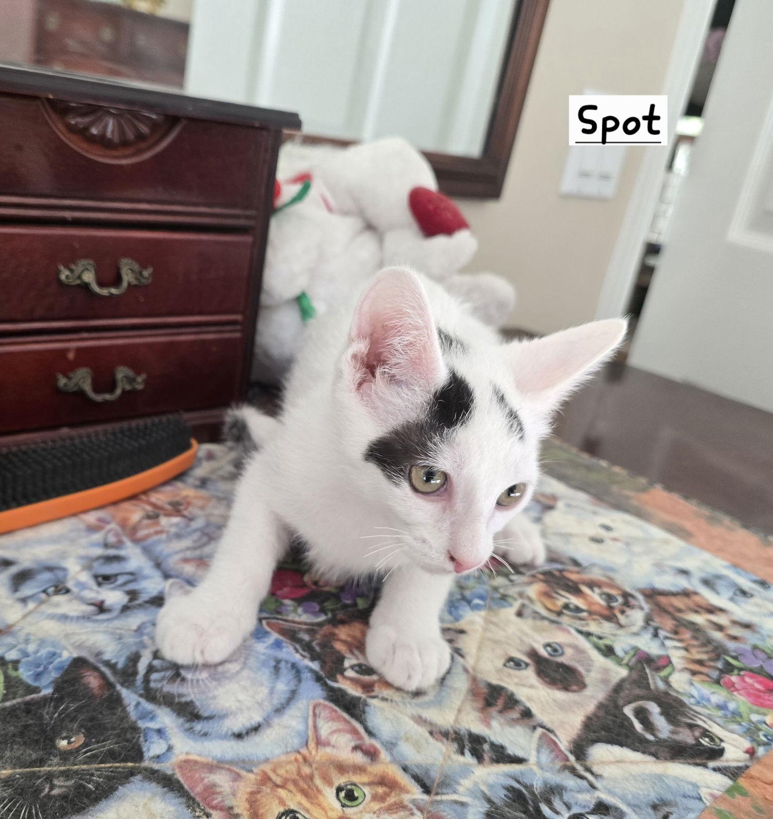Enlarge Spots, a Adoptable Domestic Short Hair in Boynton Beach, FL image 2/3