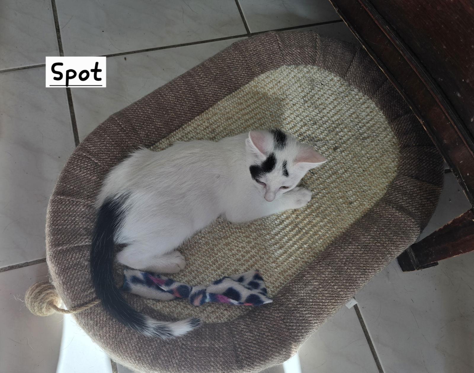 Enlarge Spots, a Adoptable Domestic Short Hair in Boynton Beach, FL image 3/3