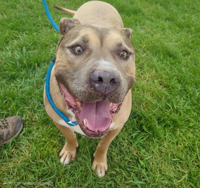GUERO, Adoptable, Senior Male Staffordshire Bull Terrier & Mixed Breed.