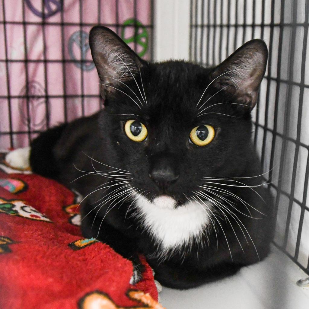 Pemberton, a Adoptable mixed breed in Ewing, NJ image 1/3