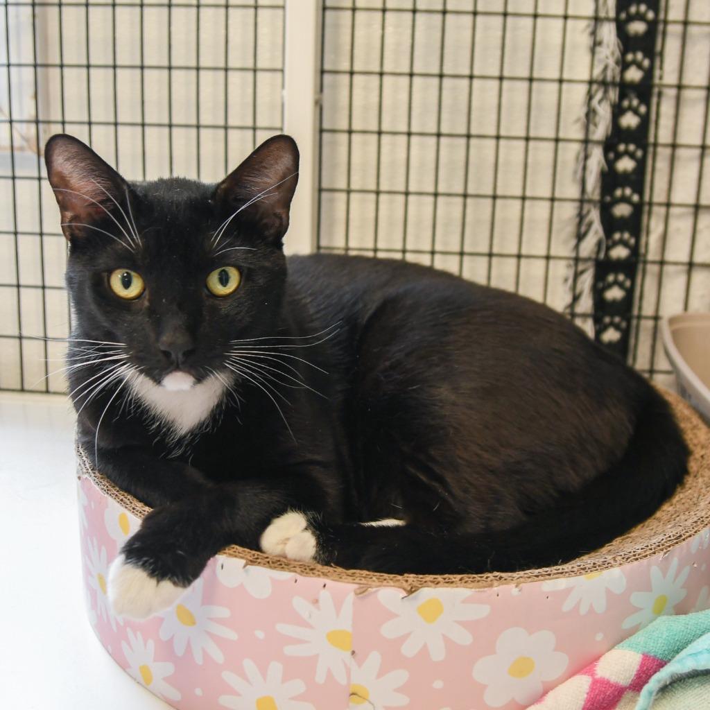 Pemberton, a Adoptable mixed breed in Ewing, NJ image 2/4
