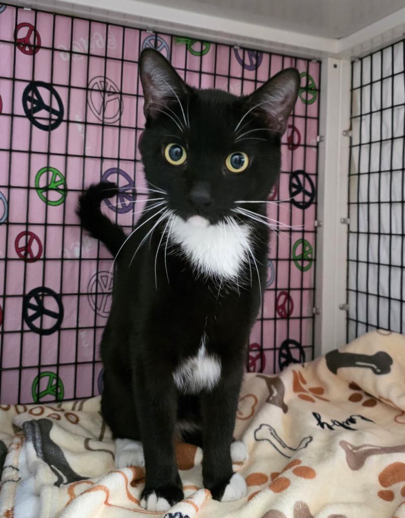 Pemberton, a Adoptable mixed breed in Ewing, NJ image 2/3