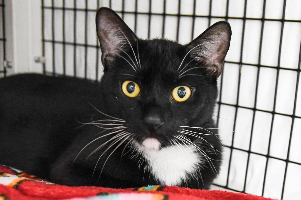 Pemberton, a Adoptable mixed breed in Ewing, NJ image 3/3